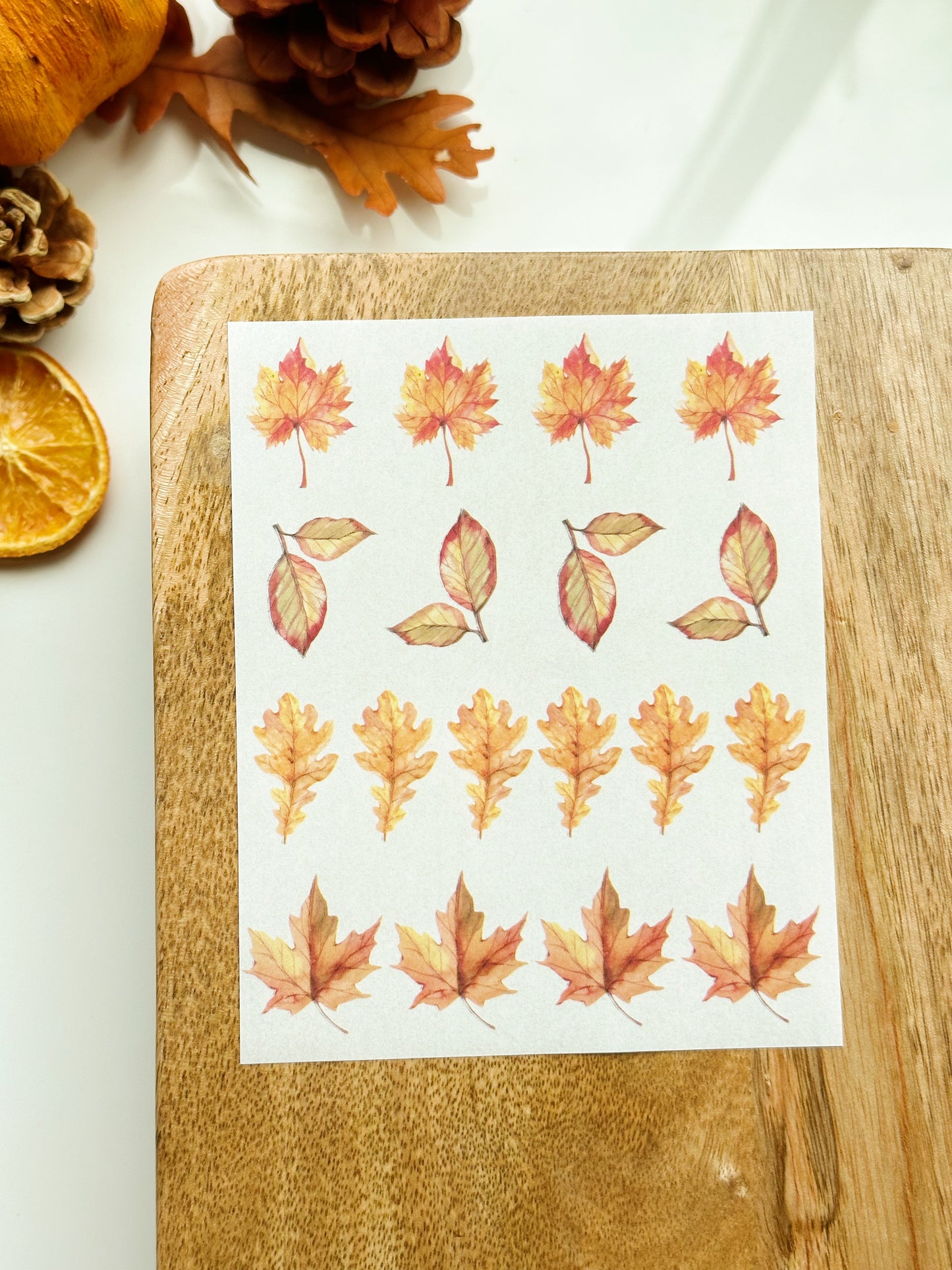 Fall No. 6 Transfer Sheet