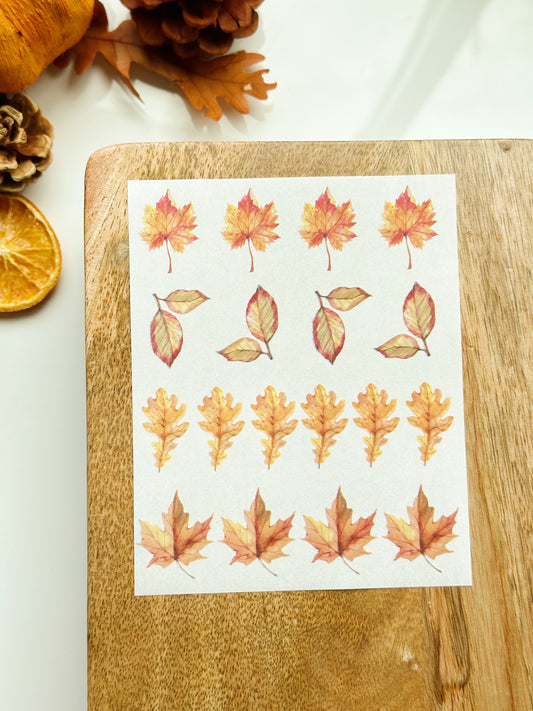 Fall No. 6 Transfer Sheet